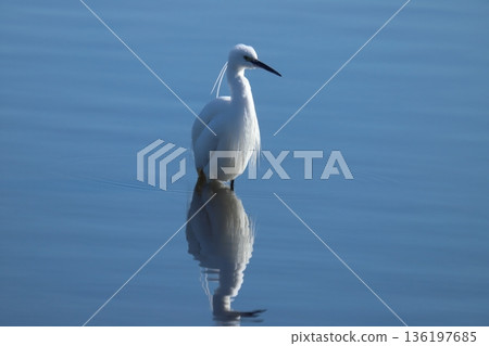 Little egret 136197685