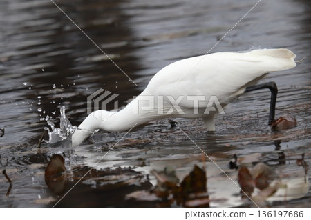 Little egret 136197686