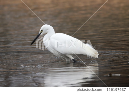 小白鷺 小白鷺 136197687