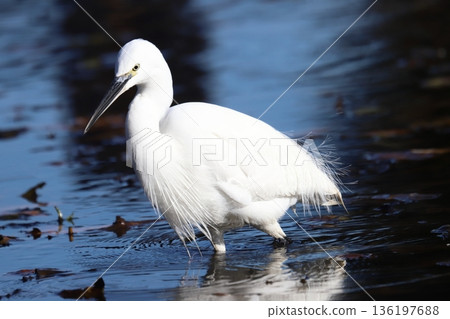 Little egret Little egret 136197688