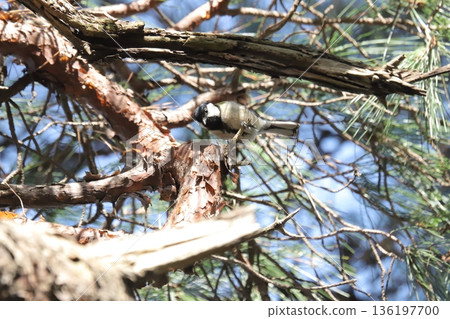 Great tit Great tit 136197700