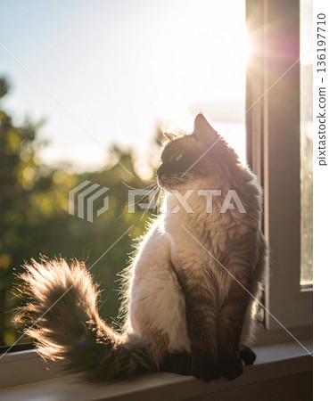A quiet indoor scene with a long-haired cat relaxing in the setting sun 136197710