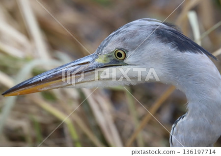 蒼鷺 136197714