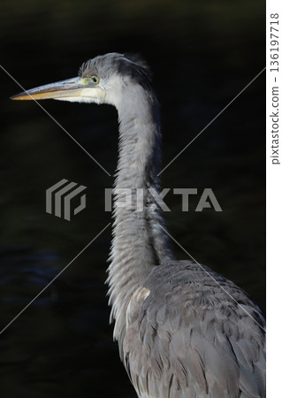 Grey heron Grey heron 136197718