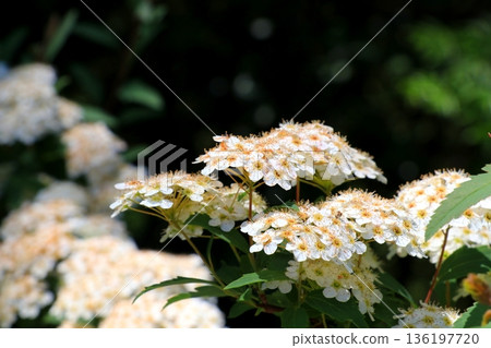 Coedemari白花 Coedemari白花 136197720