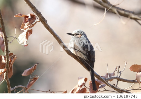 Bulbul Bulbul 136197743