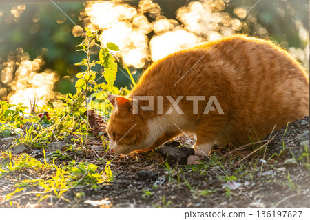 Cat playing with light Cat playing with light 136197827