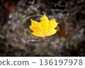 Solitary yellow maple leaf hovering in autumn forest with soft bokeh 136197978