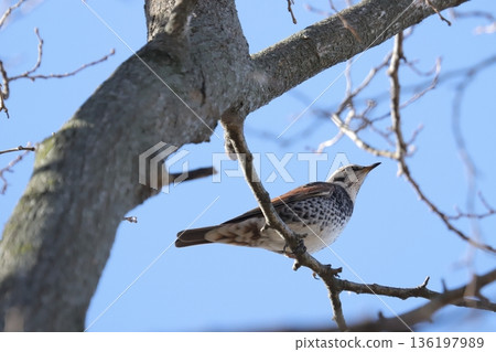 Thrush Thrush 136197989