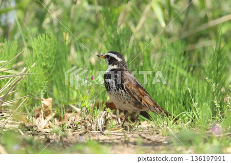Thrush Thrush 136197991