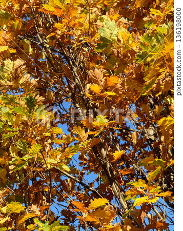 Vibrant autumn oak leaves showcasing golden yellow and orange hues against a clear blue sky, symbolizing seasonal transition and natural beauty Vibrant autumn oak leaves showcasing golden yellow and orange hues against a clear blue sky, symbolizing seasonal transition and natural beauty 136198000
