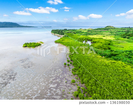 Mangrove forest at Ishinagata Coast (Kohama Island, Okinawa Prefecture) Mangrove forest at Ishinagata Coast (Kohama Island, Okinawa Prefecture) 136198030