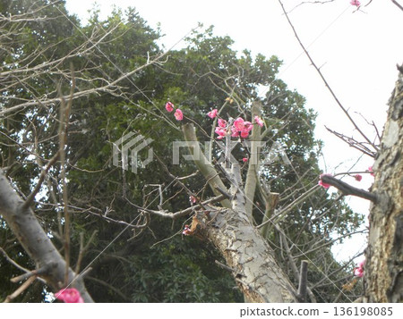 小島公園紅梅樹的粉紅色花朵 136198085
