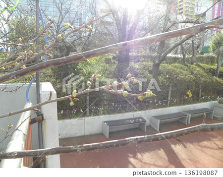 The buds of Kawazu cherry blossoms in front of Inage-kaigan Station are beginning to swell. 136198087