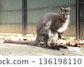 Wallaby 136198110