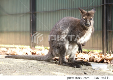 Wallaby 136198110
