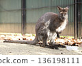 Wallaby 136198111