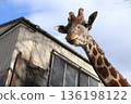 Giraffe 136198122