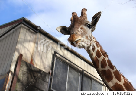 長頸鹿 136198122