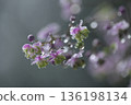 Shikin larch 136198134