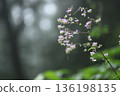 Shikin larch 136198135