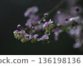 Shikin larch 136198136