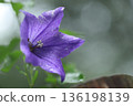 Powered by Translate 136198139