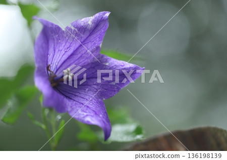 由翻譯提供支持 由翻譯提供支持 136198139