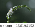 Okatrano 136198152