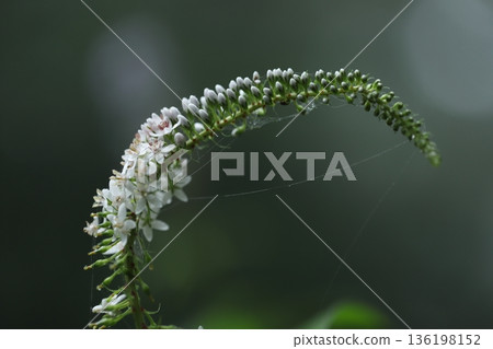 Okatrano Okatrano 136198152