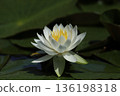 Water lily 136198318