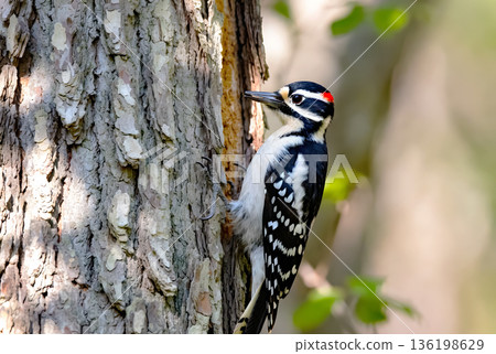 Male Downy Woodpecker clinging vertically on a rough textured tree trunk in natural forest habitat 136198629