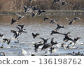 A flock of ducks landing on water 136198762