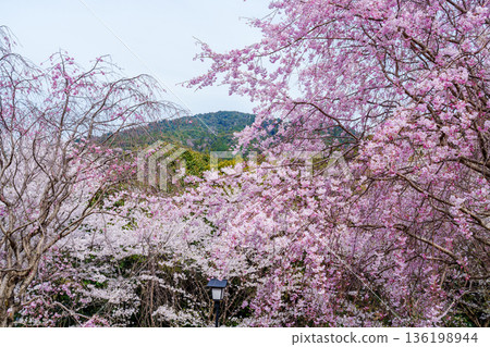 Weeping cherry trees in full bloom with Mount Miwa in the background 136198944