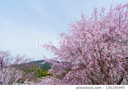 垂枝櫻花盛開，背景是三輪山。 136198945