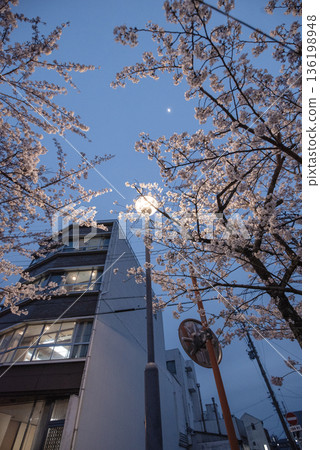 Cherry blossoms at night along the Inuyama Kiso River Promenade Cherry blossoms at night along the Inuyama Kiso River Promenade 136198948