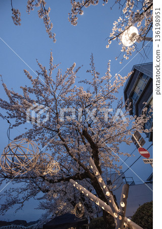 犬山木曾川步道沿線的夜色櫻花。 136198951