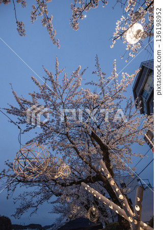 犬山木曾川步道沿線的夜色櫻花。 犬山木曾川步道沿線的夜色櫻花。 136198952