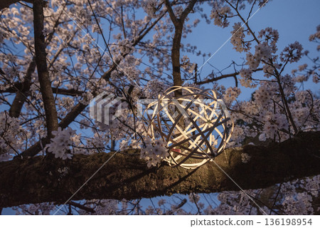 犬山木曾川步道沿線的夜色櫻花。 136198954