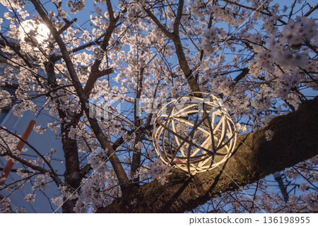 犬山木曾川步道沿線的夜色櫻花。 136198955