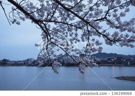 犬山木曾川步道沿線的夜色櫻花。 犬山木曾川步道沿線的夜色櫻花。 136199068