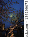 Cherry blossoms at night along the Inuyama Kiso River Promenade 136199073