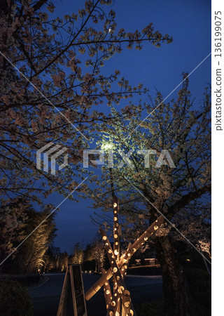 犬山木曾川步道沿線的夜色櫻花。 136199075
