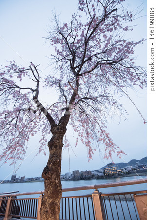 Cherry blossoms at night along the Inuyama Kiso River Promenade Cherry blossoms at night along the Inuyama Kiso River Promenade 136199083