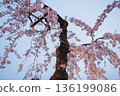 Cherry blossoms at night along the Inuyama Kiso River Promenade 136199086