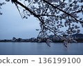 Cherry blossoms at night along the Inuyama Kiso River Promenade 136199100