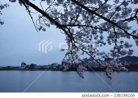 Cherry blossoms at night along the Inuyama Kiso River Promenade Cherry blossoms at night along the Inuyama Kiso River Promenade 136199100