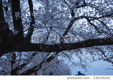 Cherry blossoms at night along the Inuyama Kiso River Promenade Cherry blossoms at night along the Inuyama Kiso River Promenade 136199102