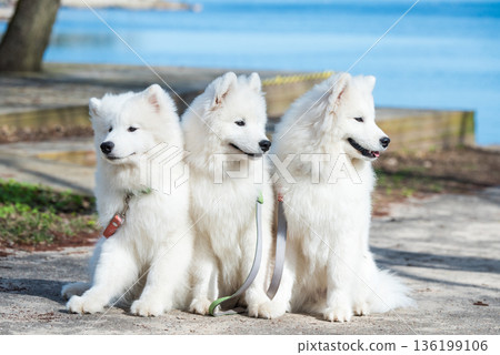 Funny three Young White Samoyed Dog in park in the spring Funny three Young White Samoyed Dog in park in the spring 136199106