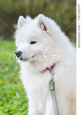 Samoyed white dog on a leash on park road Mezaparks, Latvia Samoyed white dog on a leash on park road Mezaparks, Latvia 136199107